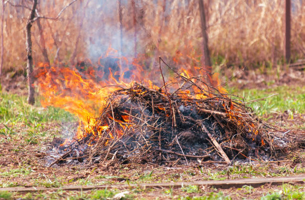istock Burning dry grass on the ground in the forest. Close-up 2119194425