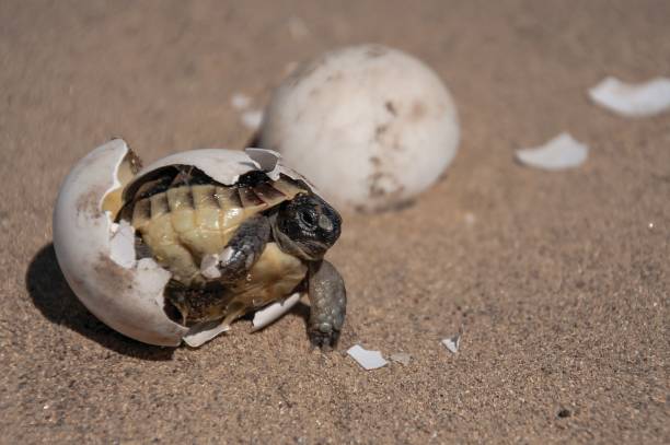 istock Tortoise baby breaking out of egg 2119196699