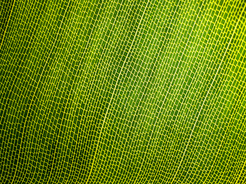 Close up of Strelitzia leaf pattern