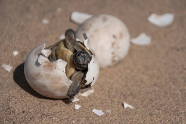istock Tortoise baby breaking out of egg 2119199124