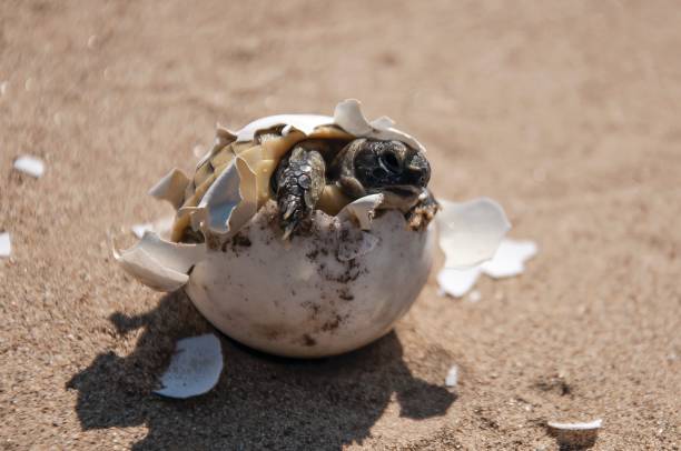 istock Tortoise baby breaking out of egg 2119200672