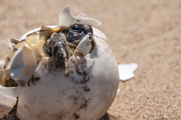 istock Tortoise baby breaking out of egg 2119201206