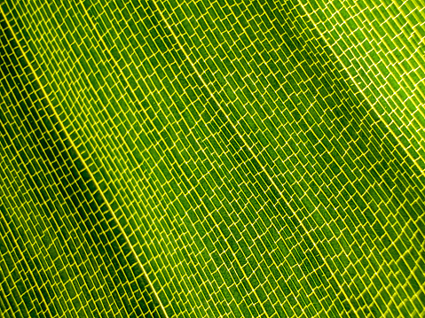 Close up of Strelitzia leaf pattern