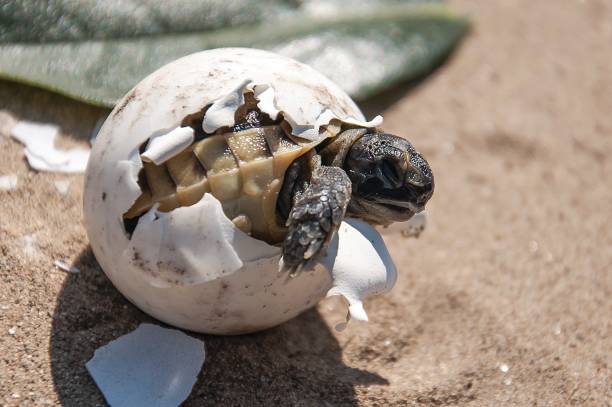 istock Tortoise baby breaking out of egg 2119201738