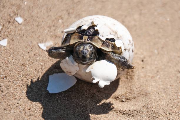 istock Tortoise baby breaking out of egg 2119203316