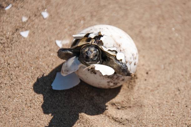 istock Tortoise baby breaking out of egg 2119203318