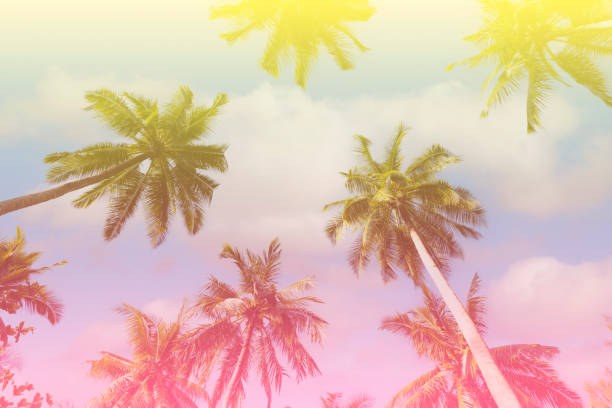 istock Banner Summer with colorful theme as palm trees background as texture frame background 2119205385