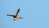 A gray goose in flight, a greylag hawk flies against the sky