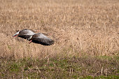 A wild greylag goose flying against the background of a corn field