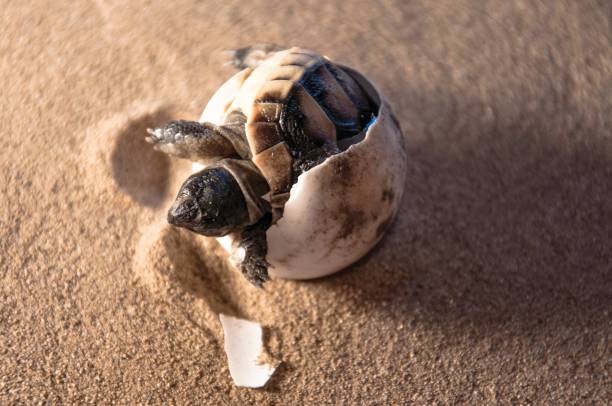 istock Tortoise baby breaking out of egg 2119214760