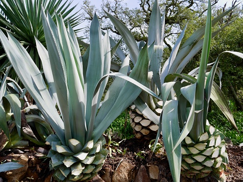 Freshly cut Aloe Vera plants in Park of Monserrate Palace, Sintra, Portugal.