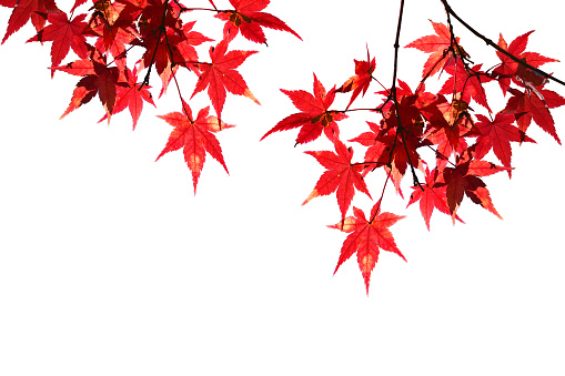 Red maple leaves isolated on white background.