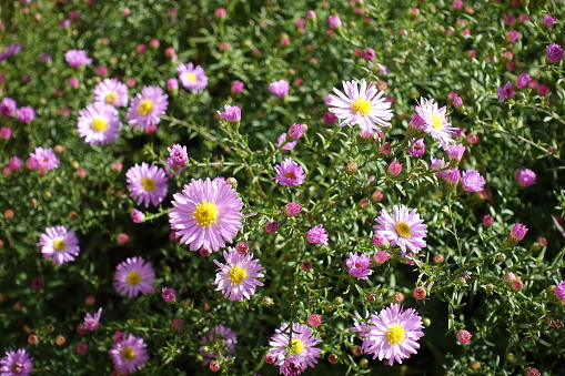 Bright pink flowers and buds of Michaelmas daisies in October]