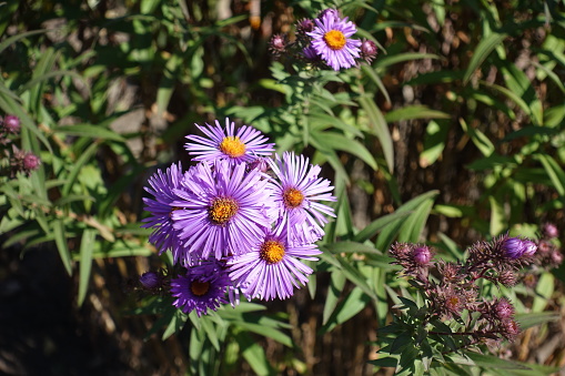 Bunch of purple flowers of New England asters in October