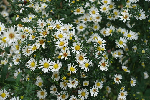 Countless white flowers of heath aster in September