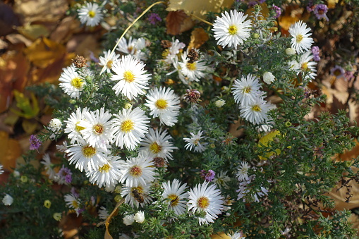 Closeup of white flowers of heath aster in mid October