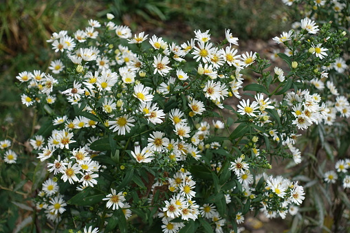 Dozens of white flowers of heath aster in September