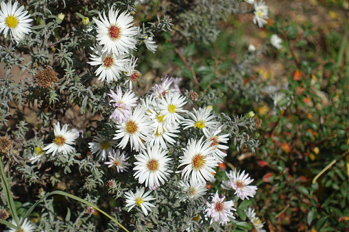 Florescence of white heath aster in mid October