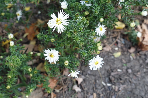 Few white flowers of heath aster in October