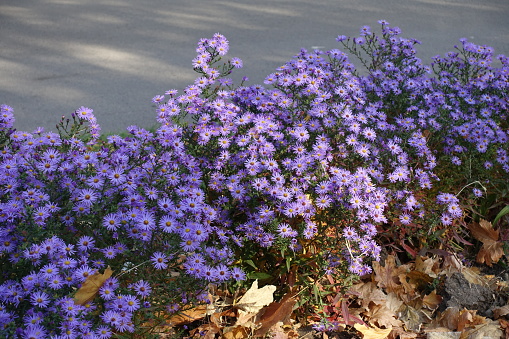 Border of flowering violet Michaelmas daisies in October