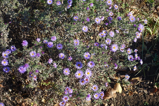 Branched stems of Michaelmas daisies with violet flowers in mid November
