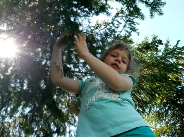 A 5-year-old girl under large spruce branches in the rays of the sun.