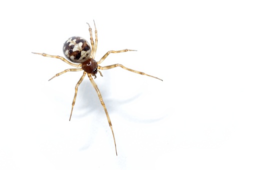 Steatoda grossa, false Black Widow, Triangulate cobweb spider, Steatoda triangulosa, studio shot on white background, isolated,copy space