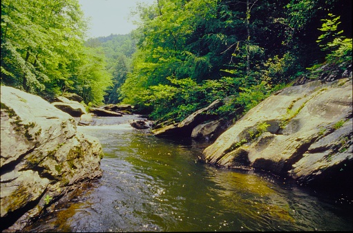 Lush Vegatation, River Crossings, Cascades, and WIldlife greet visitors and backpackers in the Cohutta Wilderness of North Georgia