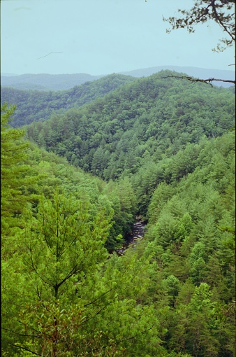 Lush Vegatation, River Crossings, Cascades, and WIldlife greet visitors and backpackers in the Cohutta Wilderness of North Georgia