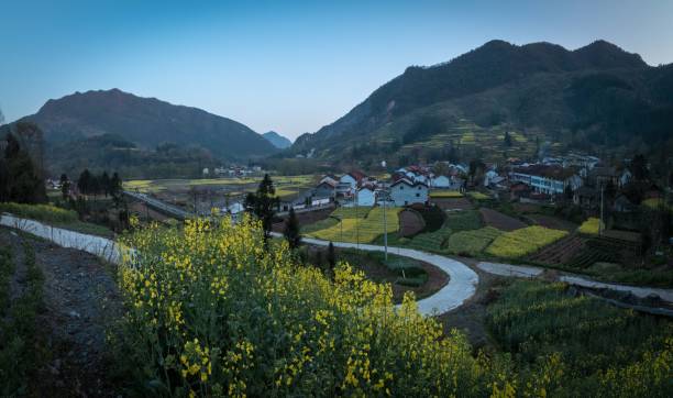 istock Rapeseed flowers are blooming 2119306654
