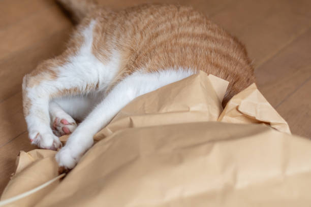 istock cat playing with paper bag 2119335188