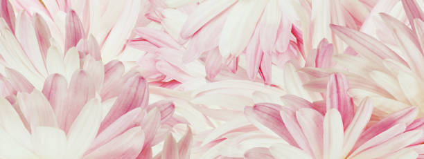 istock Pink  petals chrysanthemum flower close up. 2119336723
