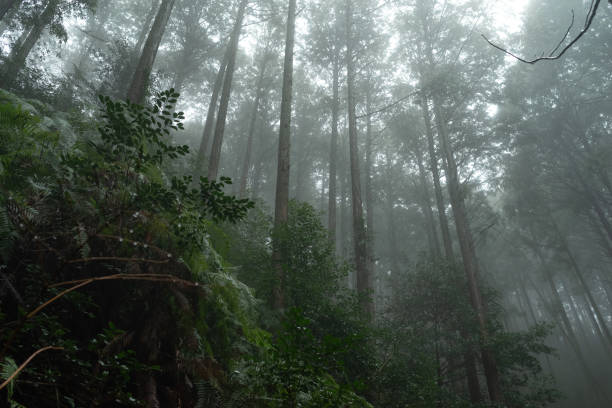 istock forest shrouded in fog 2119337652