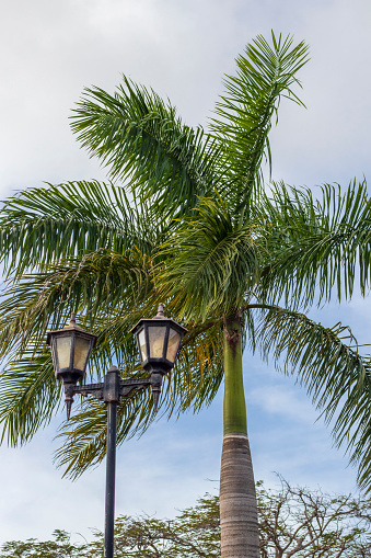 Concept shot of so called pregnant palm tree, authentic only to Cuba