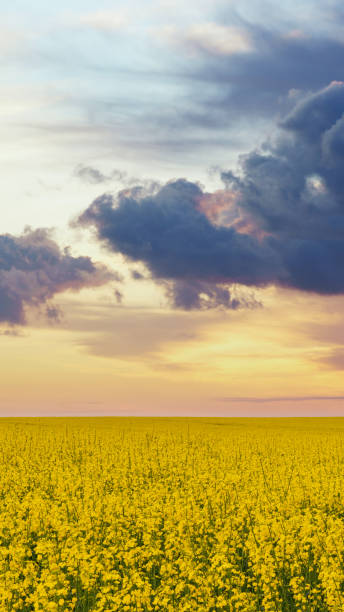 istock Expansive yellow rapeseed field under a dramatic sunset sky with cumulus clouds. 2119373784