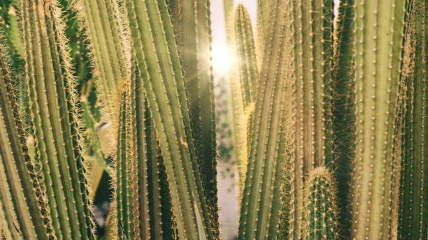 cacti stock x