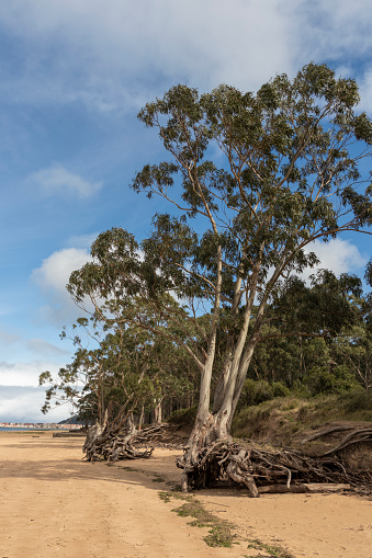serene beach landscape with tall trees, exposed roots, sandy ground, and a partly cloudy sky.
