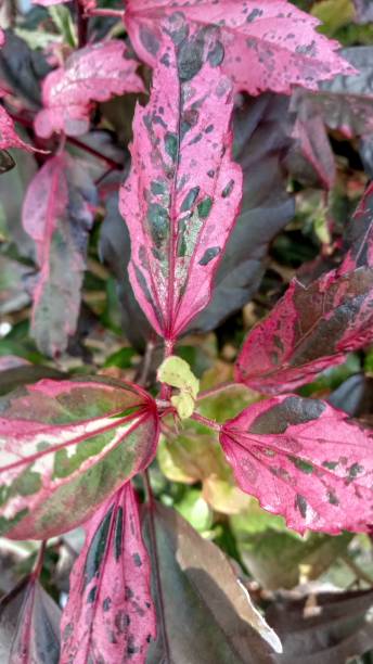 istock Hibiscus is usually known as an ornamental plant. 2119387848