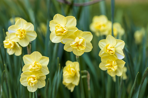 Closeup of beautiful yellow double daffodils blooming in the Spring garden. High quality photo