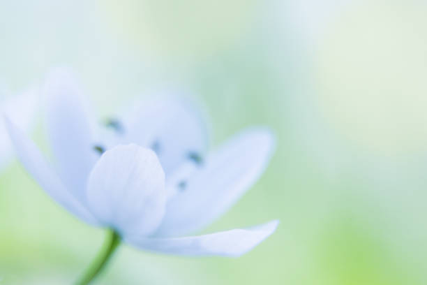 Flowery background