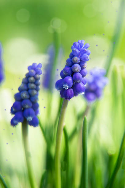 Muscari flowers on green background