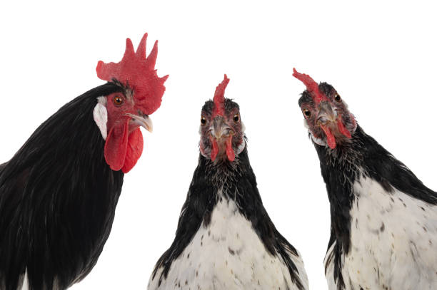 istock portrait rooster lakenfelder isolated on white background 2119411668