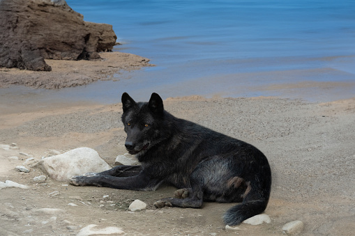 Canadian black wolf lies on the shore near the stones
