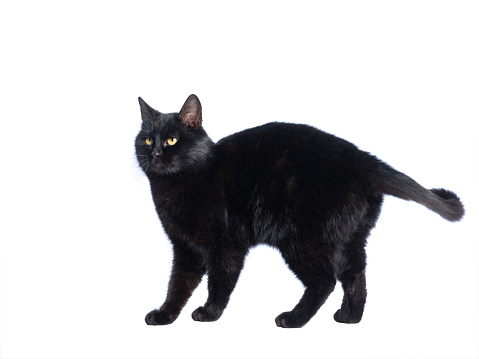 black cat isolated on a white background