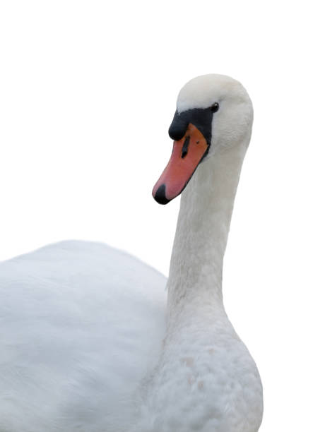 istock white swan isolated on white background 2119412129