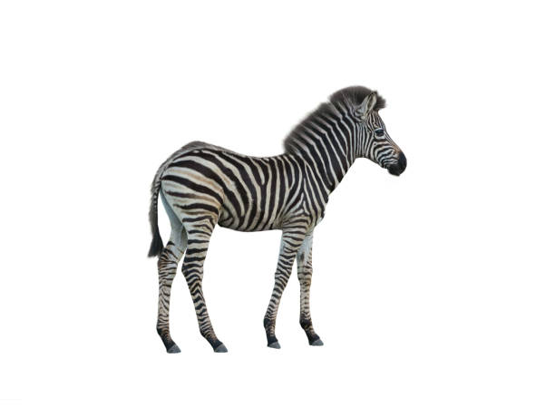 baby zebra isolated on white background
