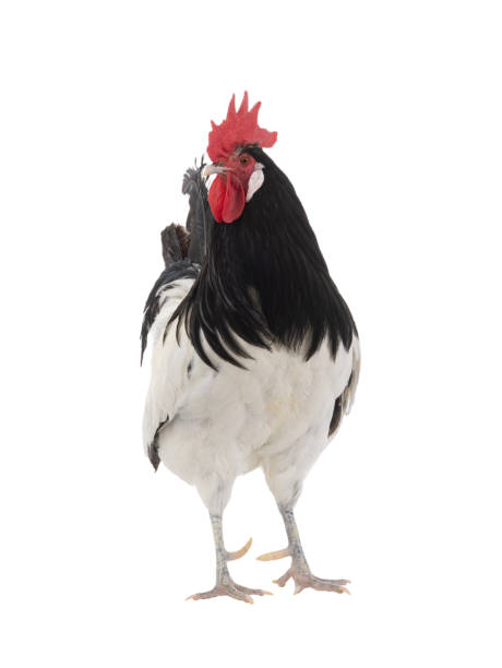 istock rooster lakenfelder isolated on white background 2119412195