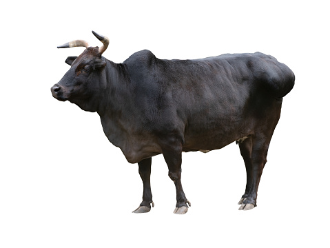 black zebu cattle isolated on white background