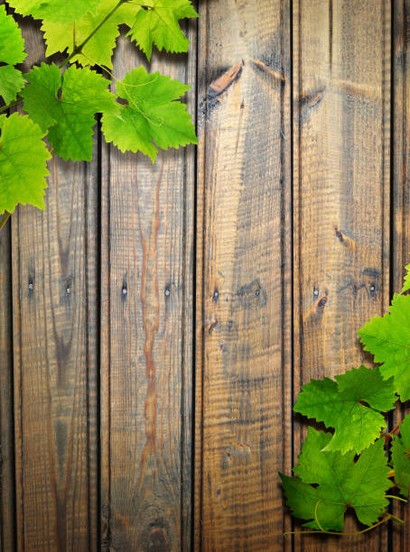 Background old weathered wooden wall with climbing plant or vine, red autumn leaves, copy space
