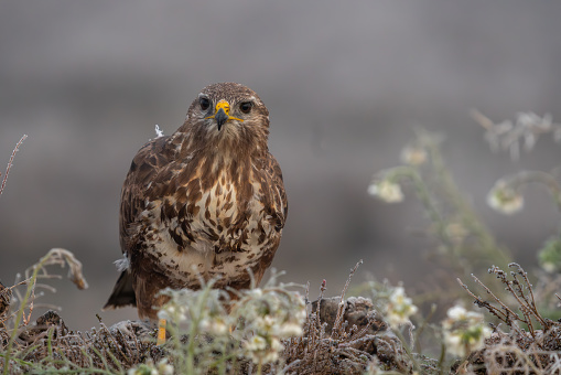 Beautiful portrait of a buzzard in complete freedom with vegetation in a field in Spain on a day of dense fog